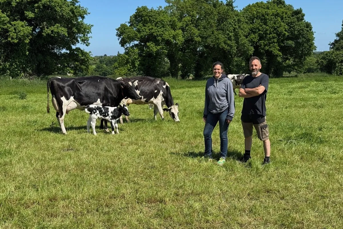 Une femme et un homme dans une prairie avec des vaches Holstein et un veau.   - Illustration Pâturer avec un robot  et transformer le lait