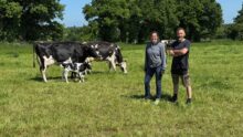 Une femme et un homme dans une prairie avec des vaches Holstein et un veau.