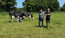 Une femme et un homme dans une prairie avec des vaches Holstein et un veau.