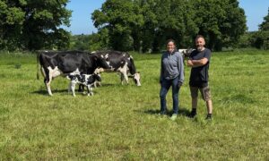 Une femme et un homme dans une prairie avec des vaches Holstein et un veau.