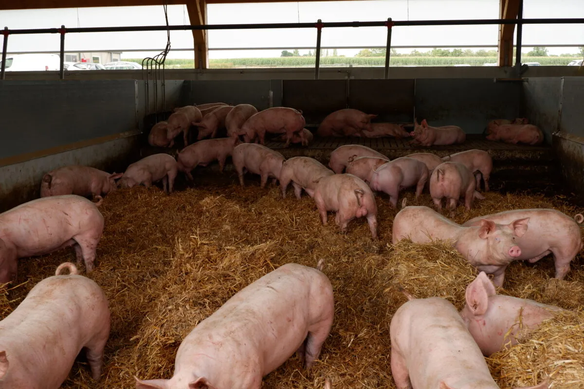 Des porcs sur paille