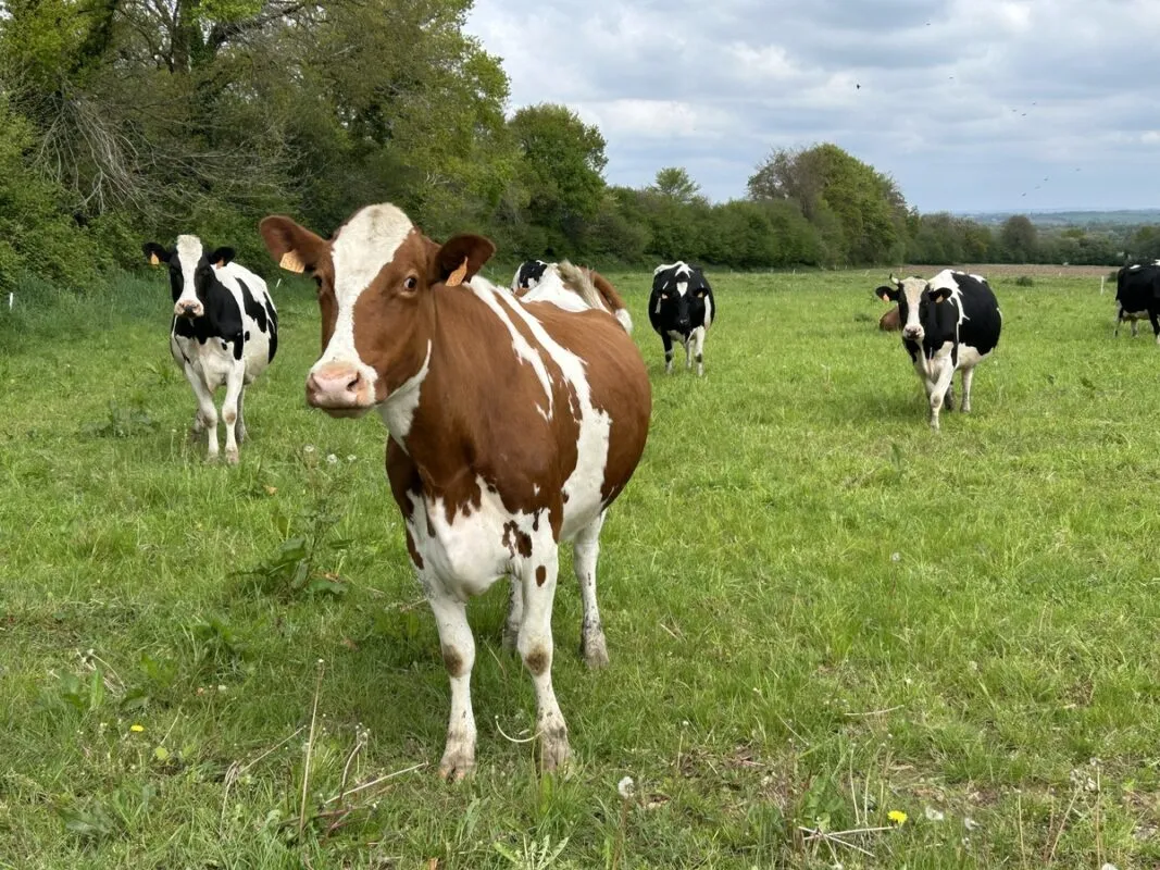 La Bretagne centrale reste une région d'élevage.