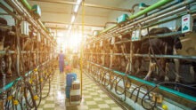 Une personne dans une salle de traite avec des vaches et un grand rayon de soleil qui entre