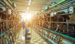Une personne dans une salle de traite avec des vaches et un grand rayon de soleil qui entre