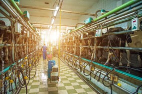 Une personne dans une salle de traite avec des vaches et un grand rayon de soleil qui entre