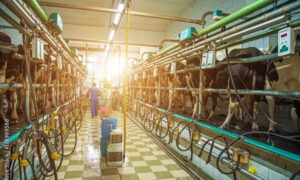 Une personne dans une salle de traite avec des vaches et un grand rayon de soleil qui entre