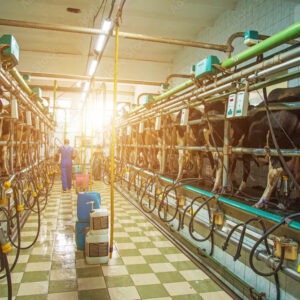 Une personne dans une salle de traite avec des vaches et un grand rayon de soleil qui entre