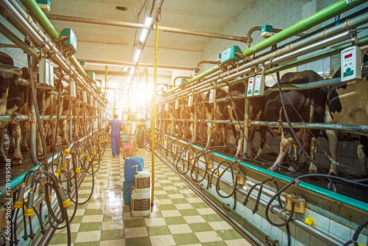 Une personne dans une salle de traite avec des vaches et un grand rayon de soleil qui entre