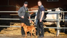 Deux agriculteurs et le chien de la ferme devant un enclos jonché de paille pour les vaches malades ou celles présentant des boiteries et des blessures.