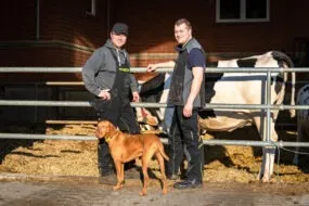 Deux agriculteurs et le chien de la ferme devant un enclos jonché de paille pour les vaches malades ou celles présentant des boiteries et des blessures.