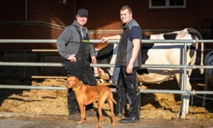 Deux agriculteurs et le chien de la ferme devant un enclos jonché de paille pour les vaches malades ou celles présentant des boiteries et des blessures.