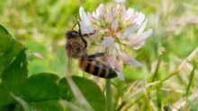 Une abeille sur une fleur de trèfle