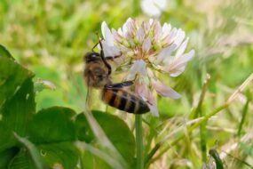Une abeille sur une fleur de trèfle