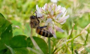 Une abeille sur une fleur de trèfle