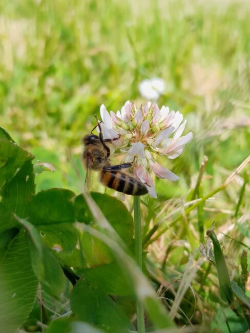 Une abeille sur une fleur de trèfle