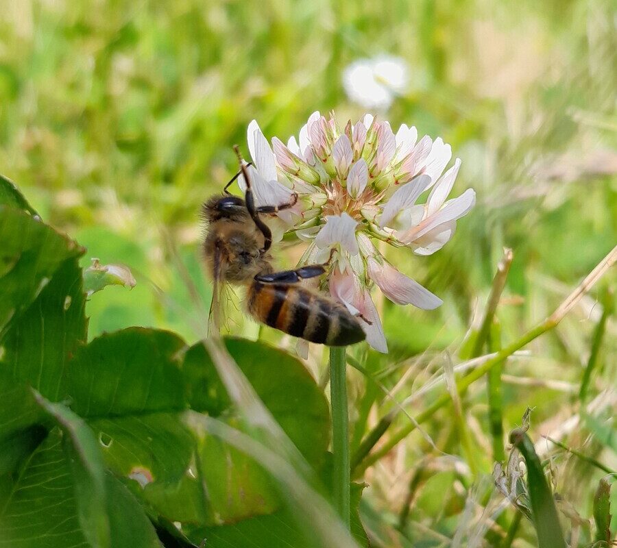 Une abeille sur une fleur de trèfle - Illustration Adapter ses traitements  pour protéger les abeilles l’été