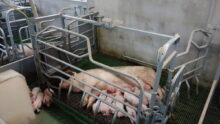 case porc