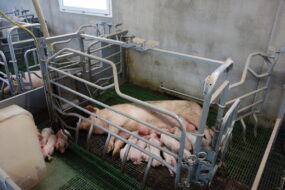 case porc