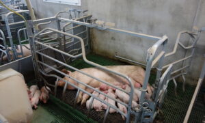 case porc