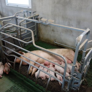 case porc