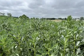 Champ de féverole