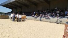 Un ring de présentation de concours bovin en extérieur avec du public dans les gradins