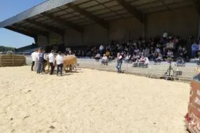 Un ring de présentation de concours bovin en extérieur avec du public dans les gradins
