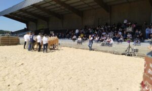 Un ring de présentation de concours bovin en extérieur avec du public dans les gradins