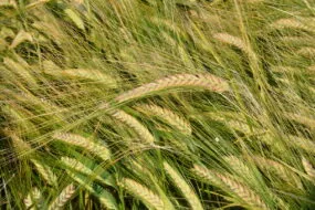Gros plan sur de l'orge de printemps