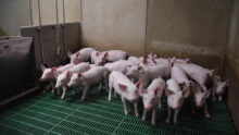Des porcelets dans une porcherie