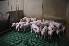 Des porcelets dans une porcherie