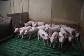 Des porcelets dans une porcherie