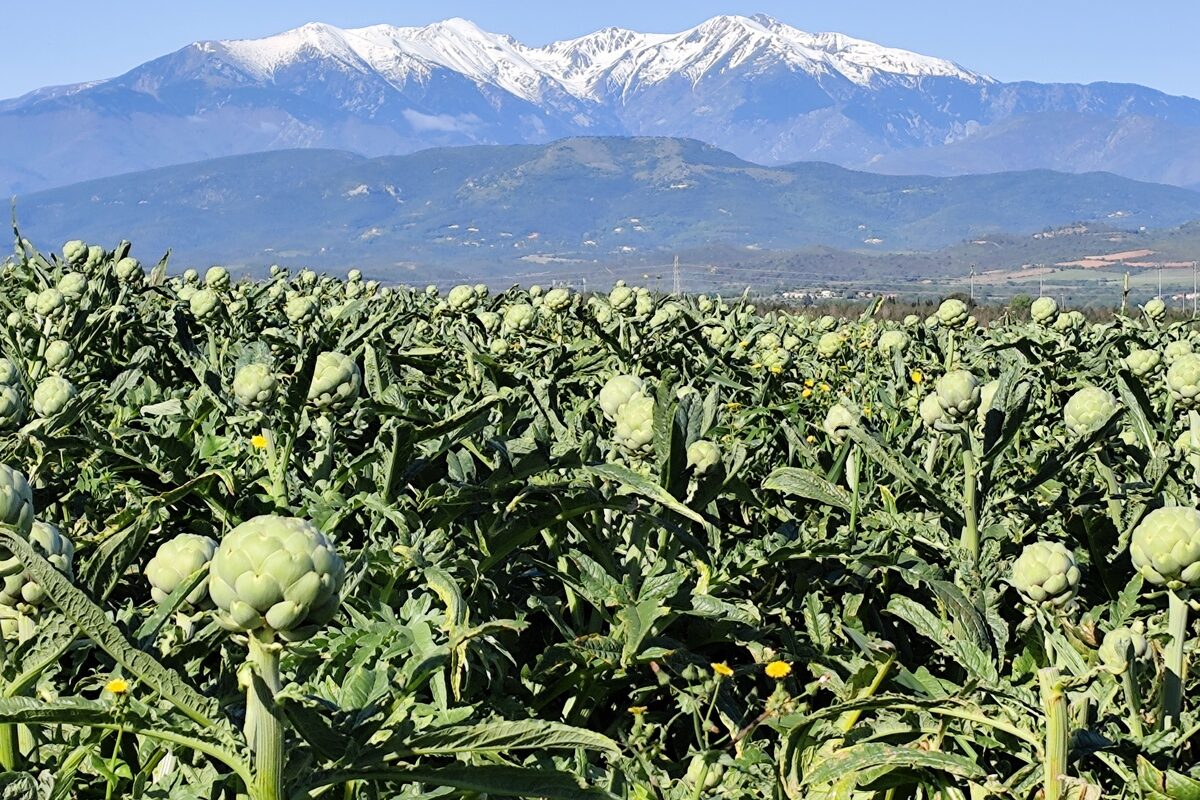 Champ dartichaut sur fond de Canigou - Illustration Pyrénées-Orientales : Un climat rude pour les artichauts