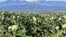 Champ dartichaut sur fond de Canigou