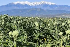 Champ dartichaut sur fond de Canigou
