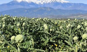 Champ dartichaut sur fond de Canigou