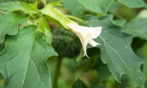 Gros plan de fleur et feuilles de datura stramoine