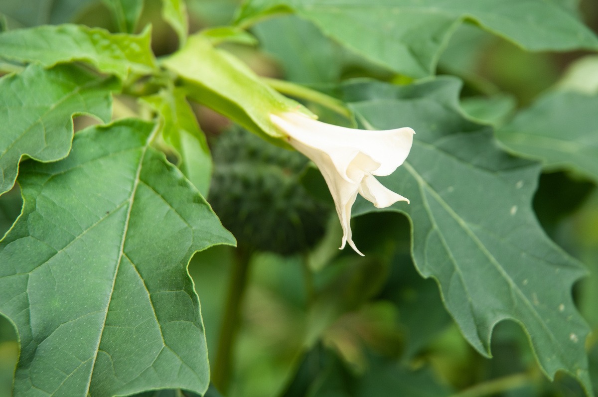 Gros plan de fleur et feuilles de datura stramoine  - Illustration Repérer les plantes envahissantes et agir
