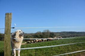 Un chien dans près de brebis
