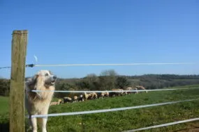 Un chien dans près de brebis