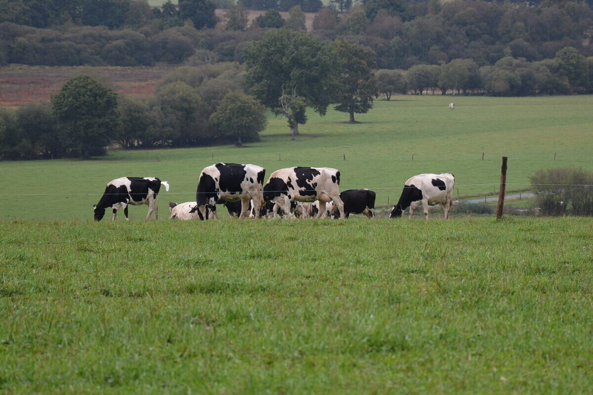 vaches dans un pâturage avec du bocage - Illustration Une ‘comptabilité élargie’ sur 10 fermes