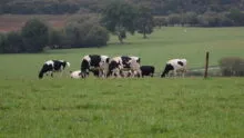 vaches dans un pâturage avec du bocage