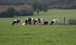 vaches dans un pâturage avec du bocage