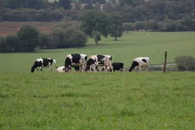 vaches dans un pâturage avec du bocage