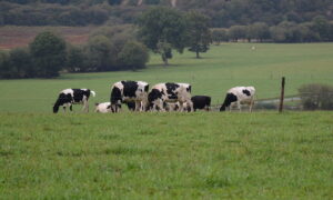 vaches dans un pâturage avec du bocage