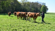 Un homme avec des vaches limousines