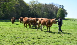 Un homme avec des vaches limousines