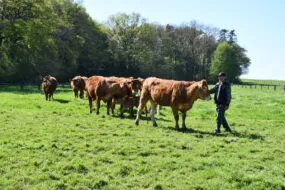 Un homme avec des vaches limousines