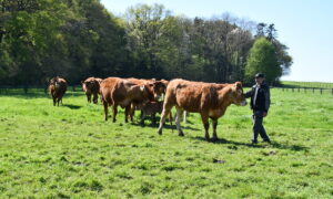 Un homme avec des vaches limousines