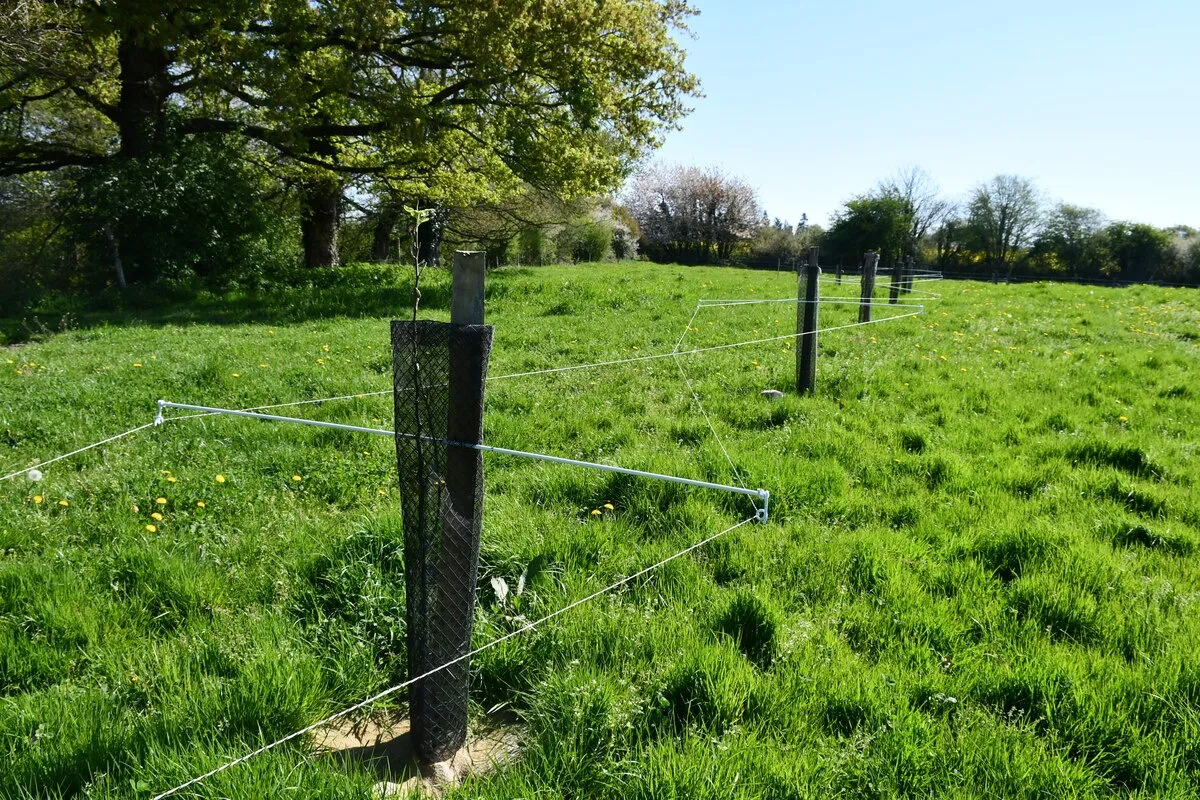 Les plantations sont protégées par des clôtures croisées qui permettent aux vaches de pâturer au maximum.